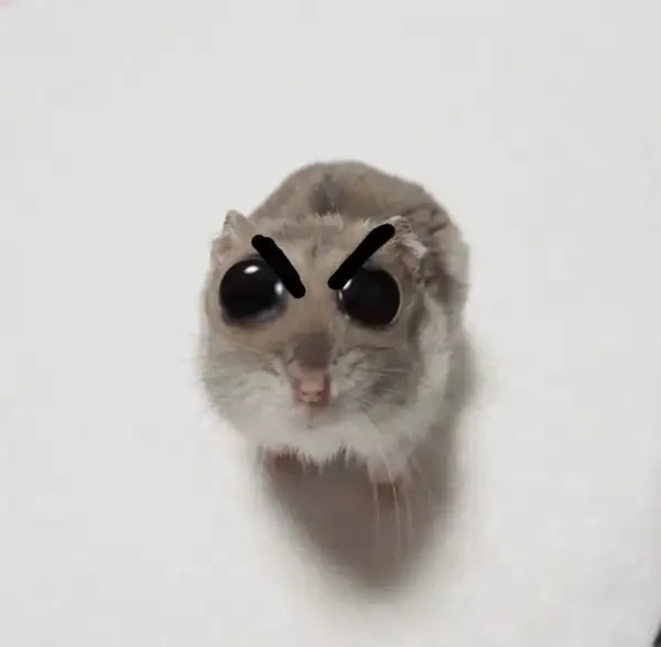 Chuột Hamster Biểu Cảm Hài Hước