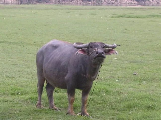 Trâu trong cánh đồng