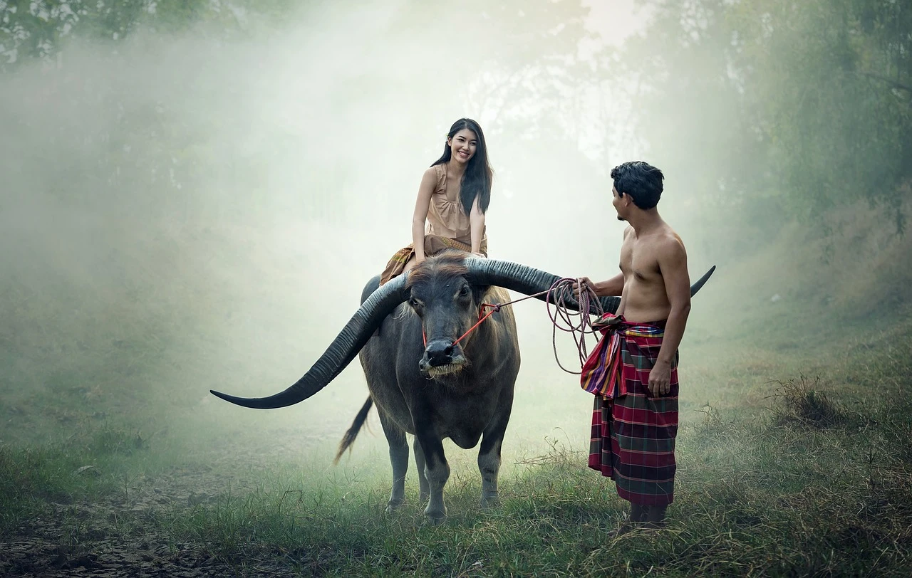 Hình ảnh trâu đẹp
