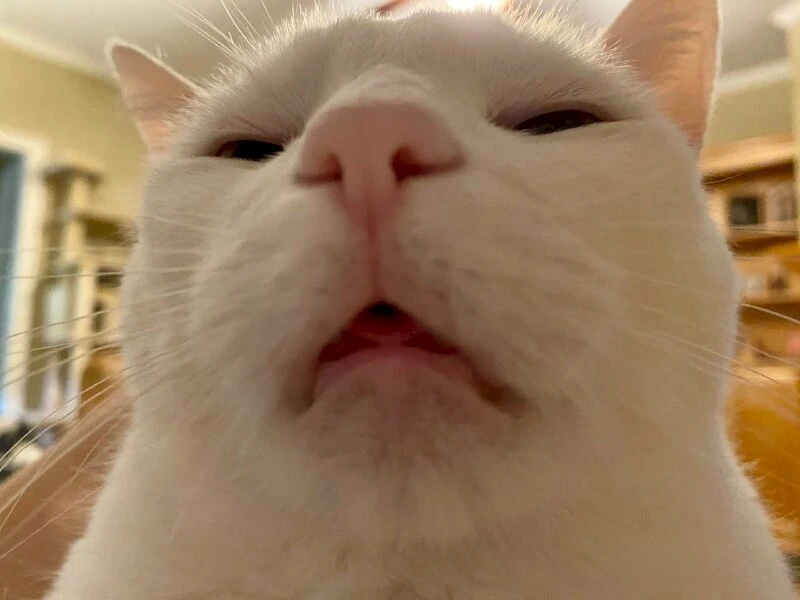 Mèo ngáo