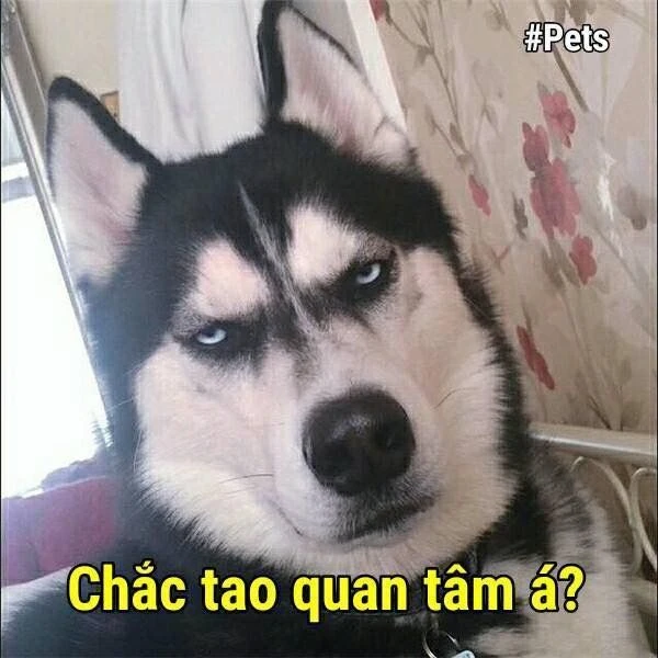 Biểu cảm ngáo của mèo