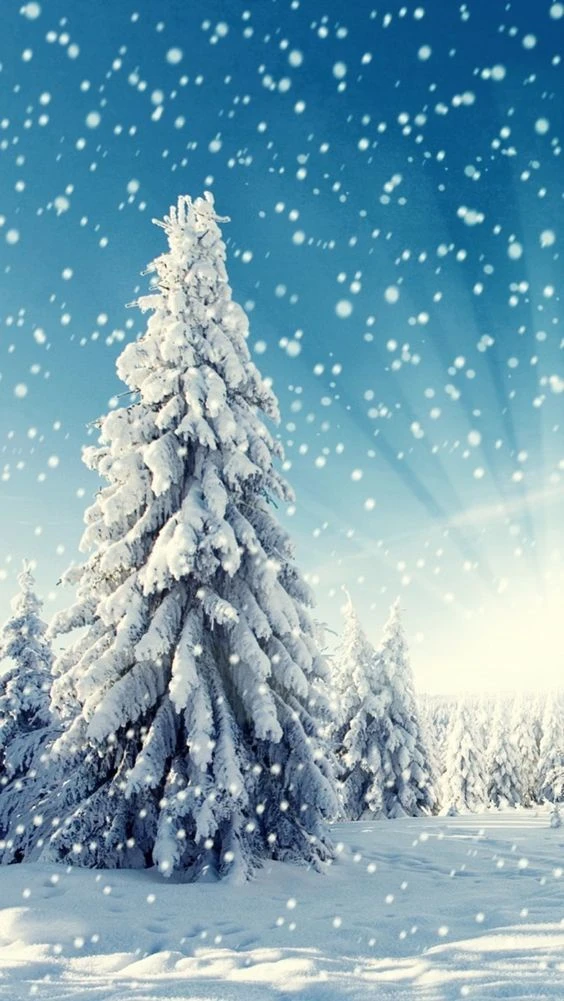 Hình nền cây thông Noel