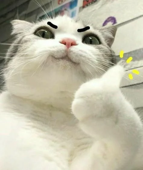 Mèo meme hài hước