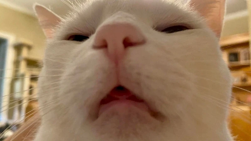 Mèo cute meme