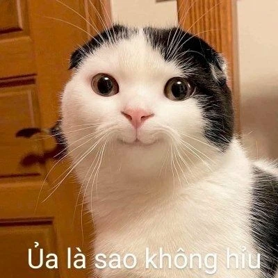 Mèo bựa ngộ nghĩnh