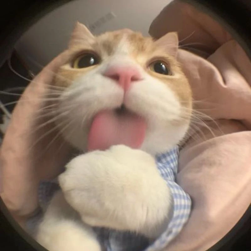 Mèo bựa đáng yêu