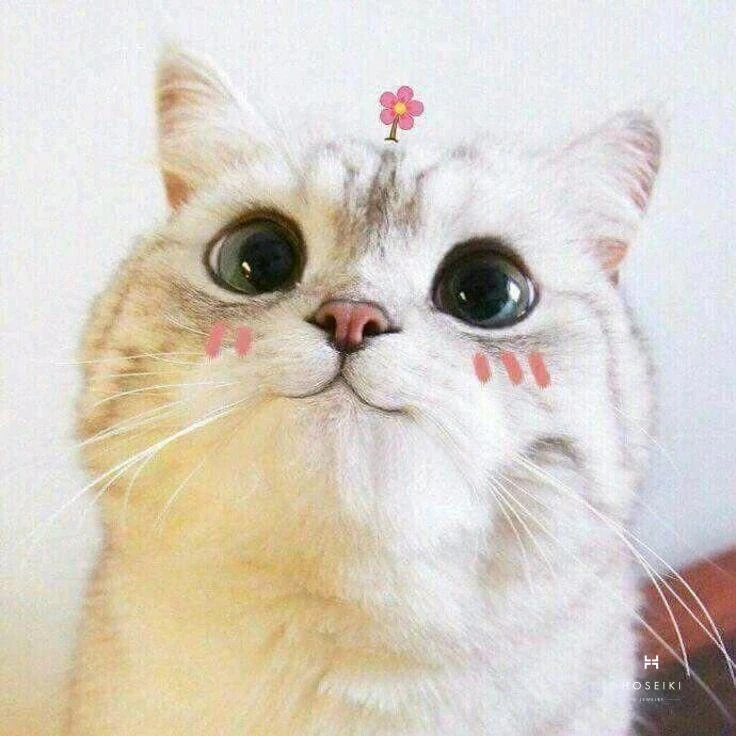 Mèo cute tuyệt đẹp