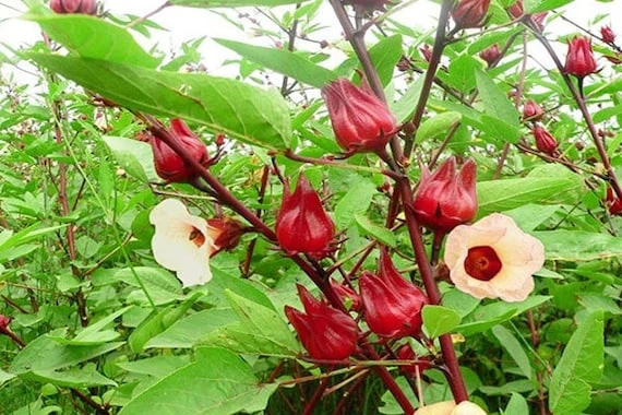 Thu hoạch bông atiso