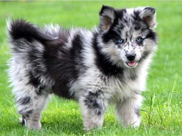 Chó Pomsky