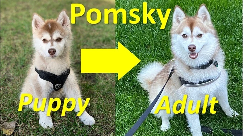 Pomsky đáng yêu