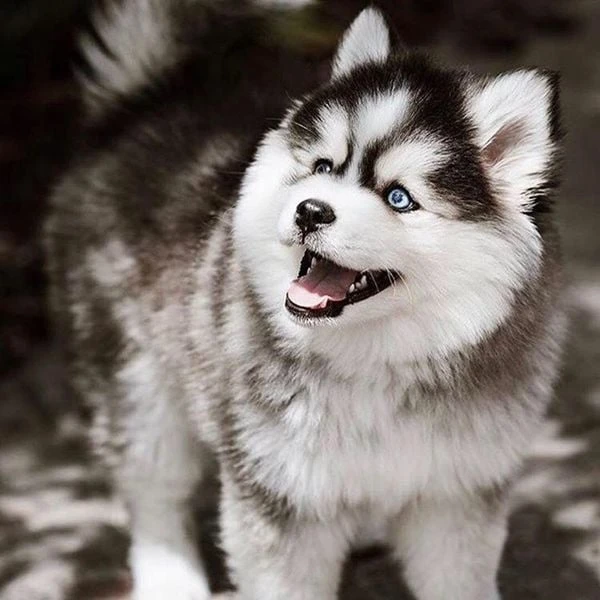 Pomsky thân thiện