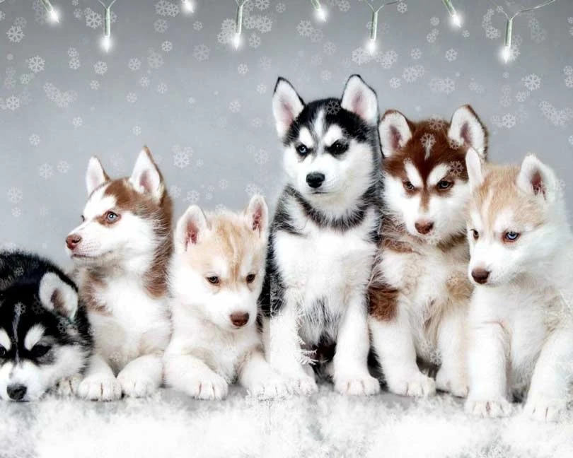 Pomsky chơi đùa