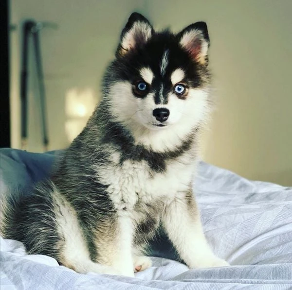 Pomsky chăm sóc sức khỏe