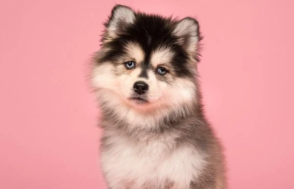 Pomsky giá cả