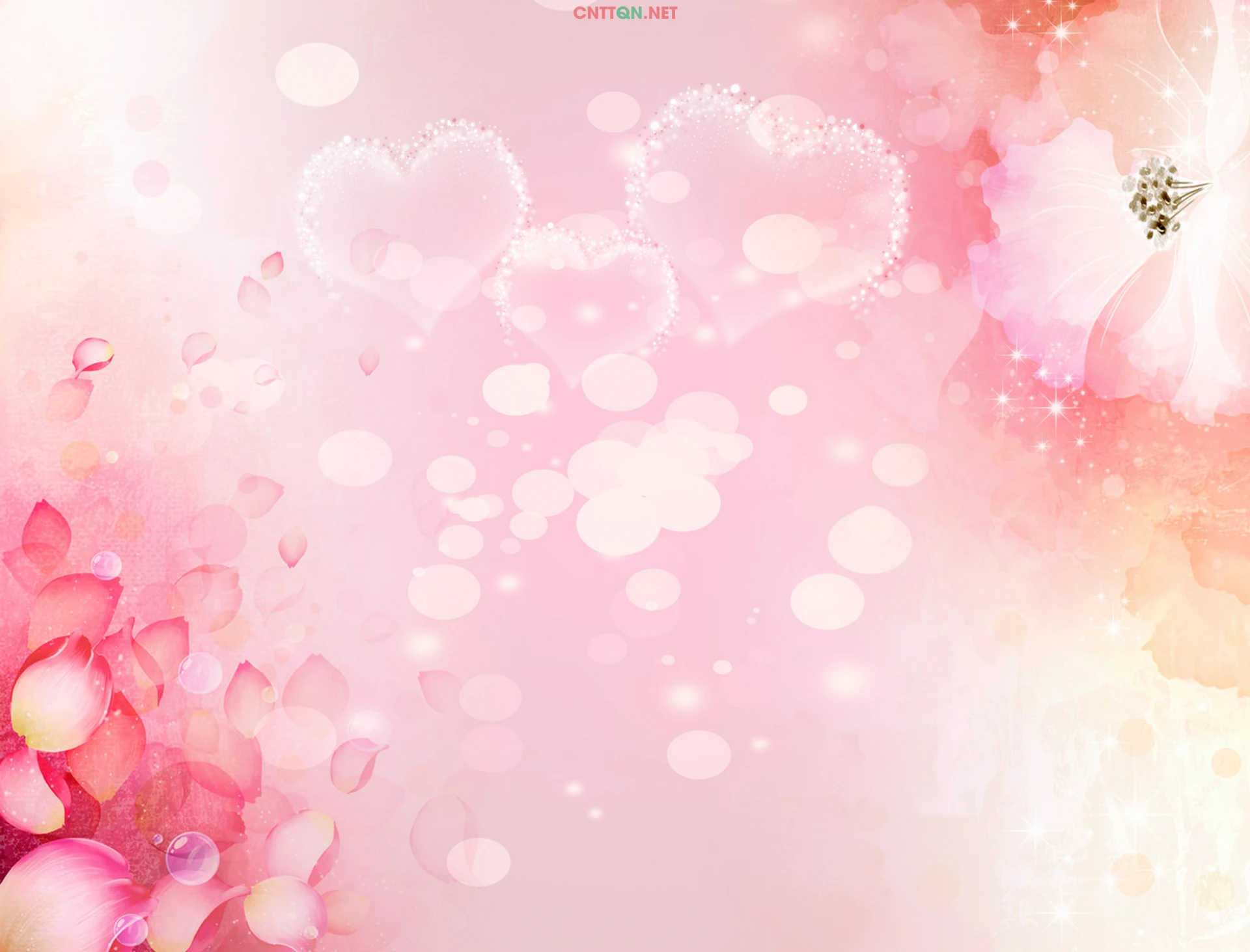 Background hoa hồng đẹp