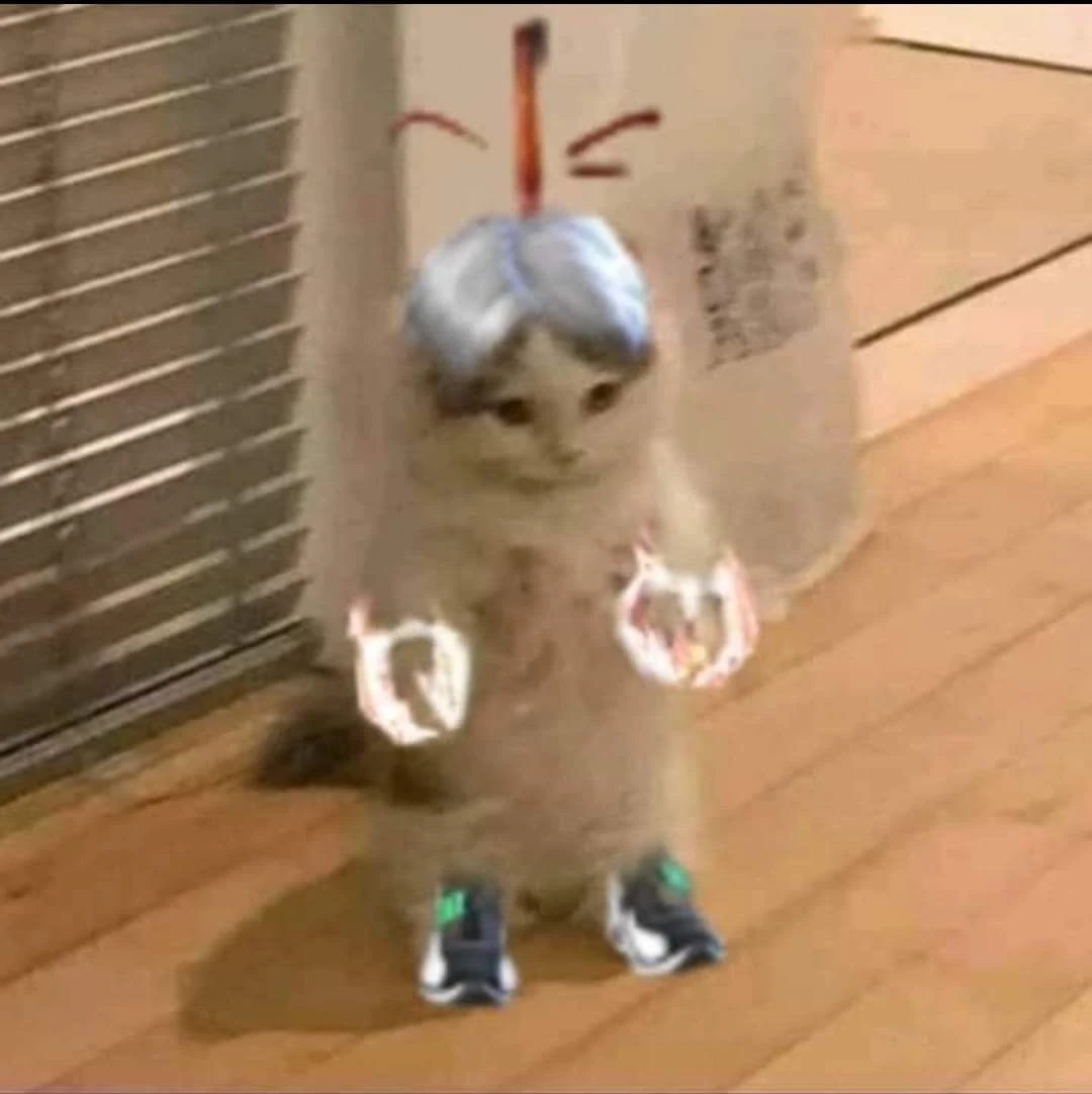 Mèo cầm súng độc đáo