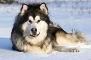 Chó Alaska Malamute