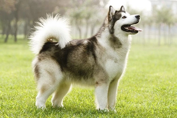 Chó Alaska trên tuyết