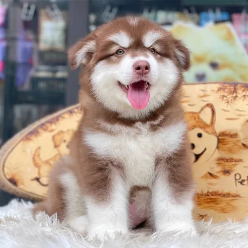 Chó Alaska dễ thương