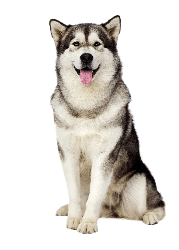 Chó Alaska Malamute đẹp