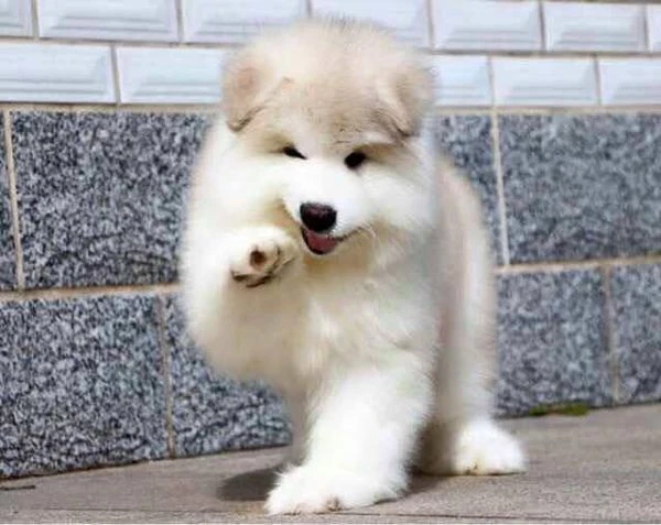 Chó Alaska hạnh phúc
