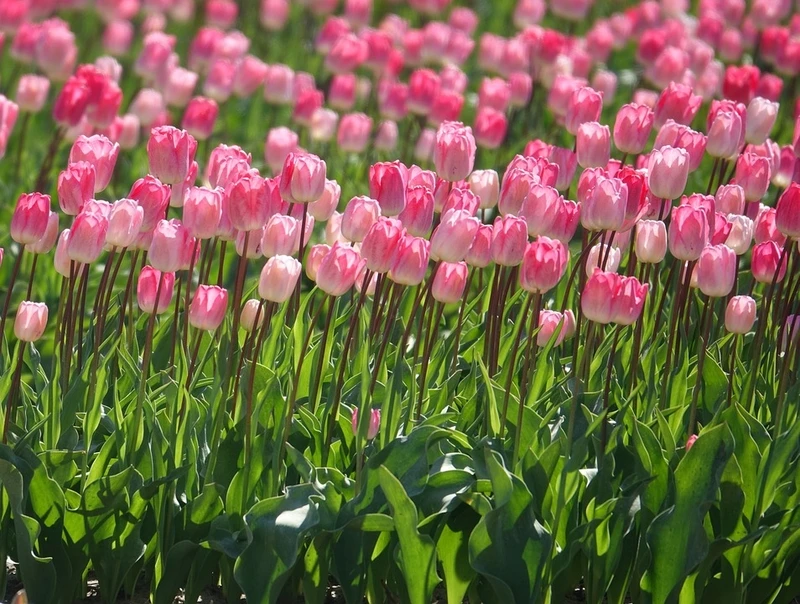 Hình ảnh hoa tulip tuyệt đẹp