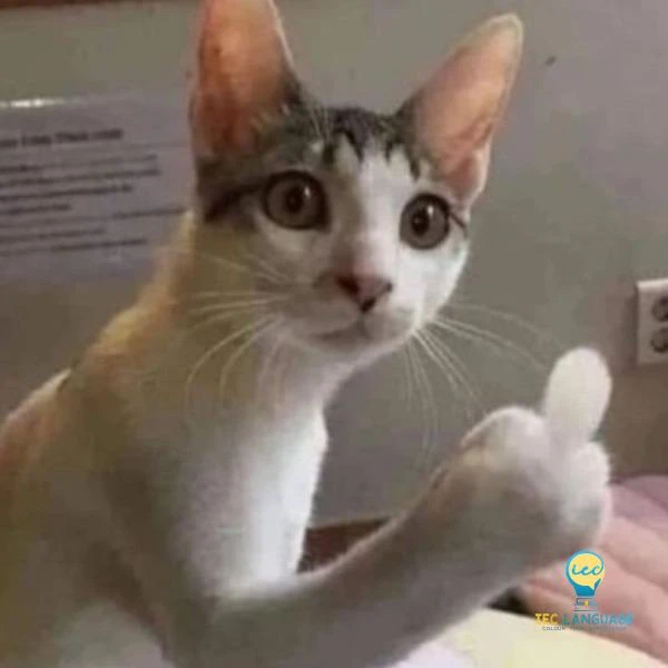 Mèo bựa 5