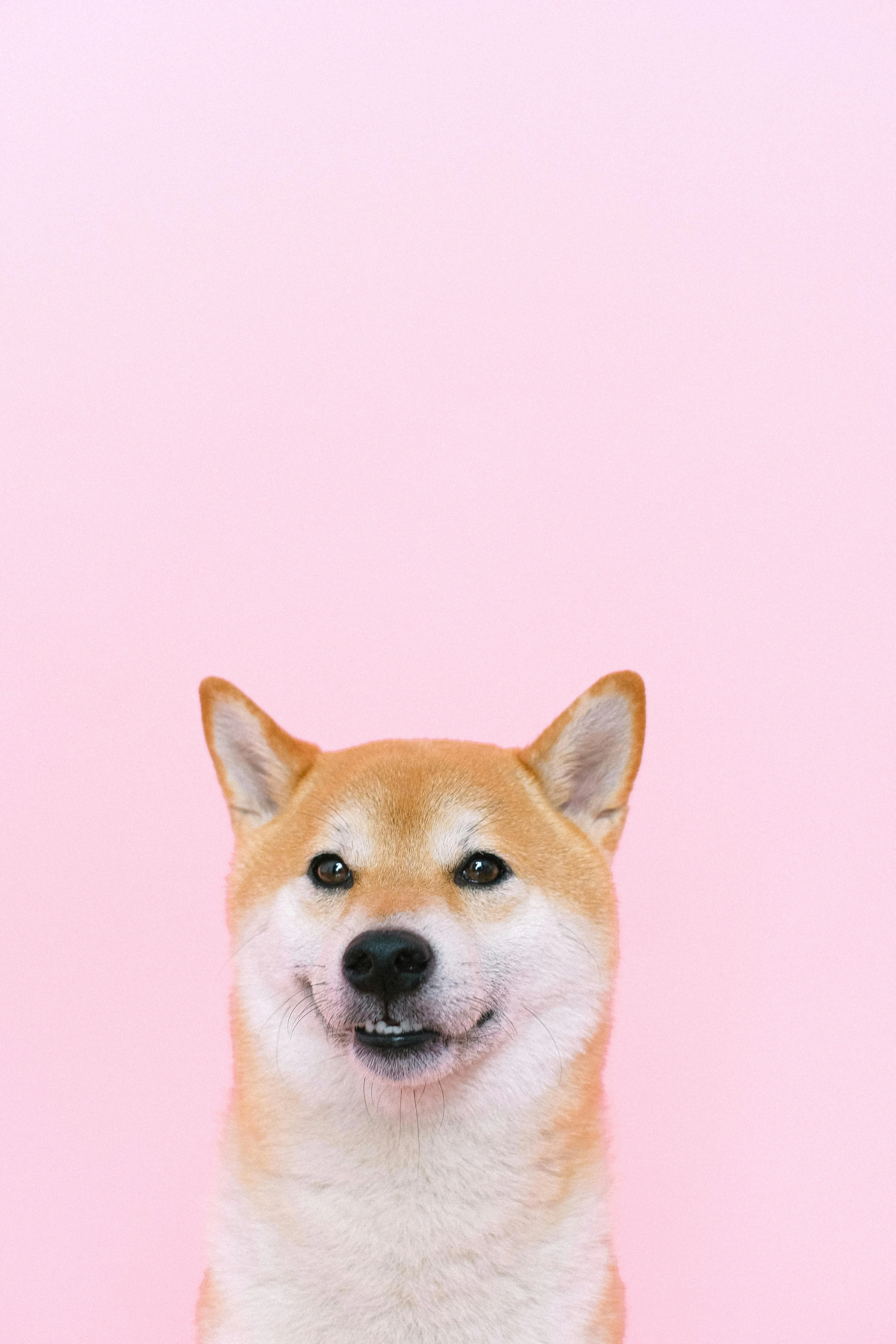 Hình nền Shiba Inu đẹp