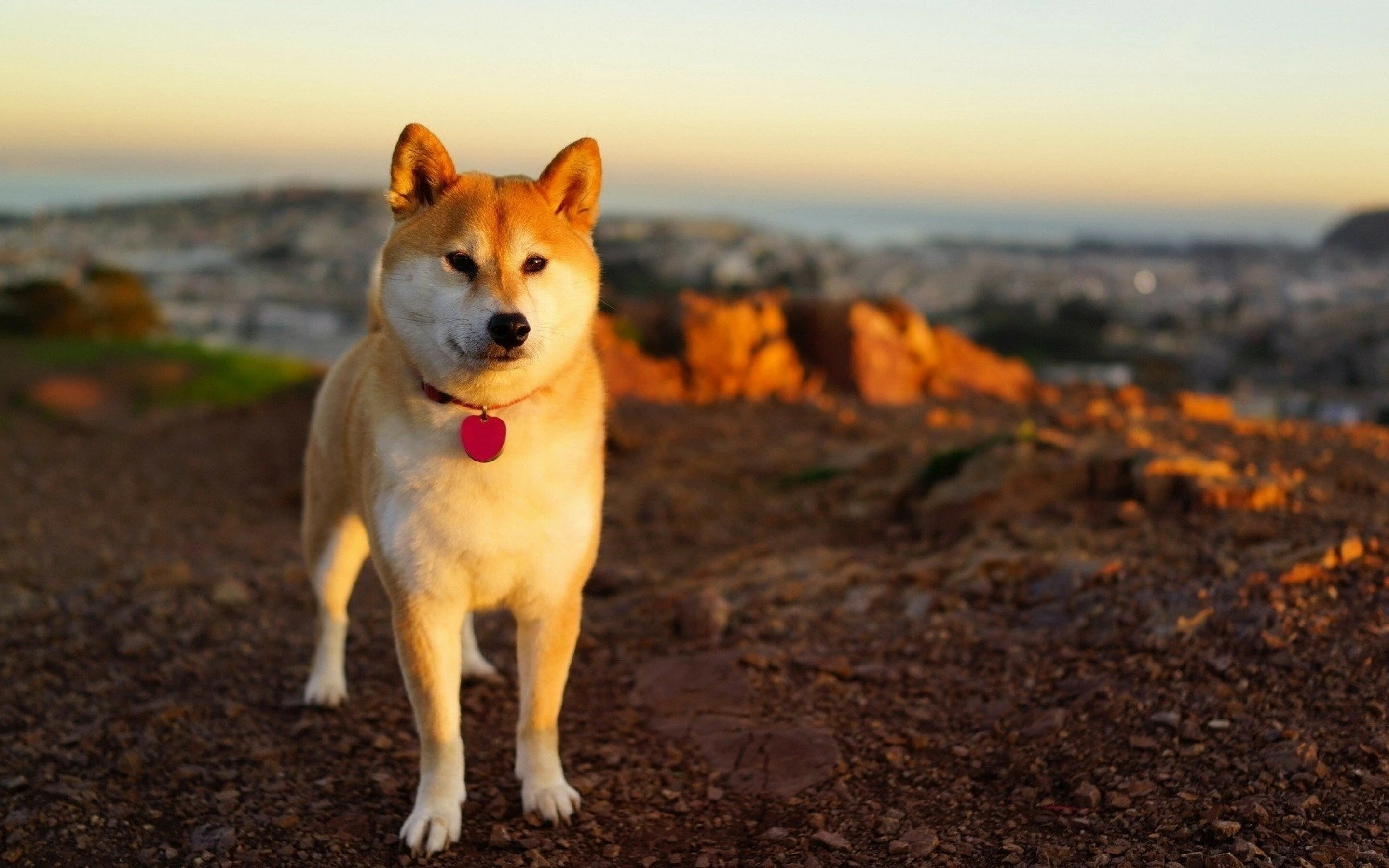 Hình nền Shiba Inu nghệ thuật