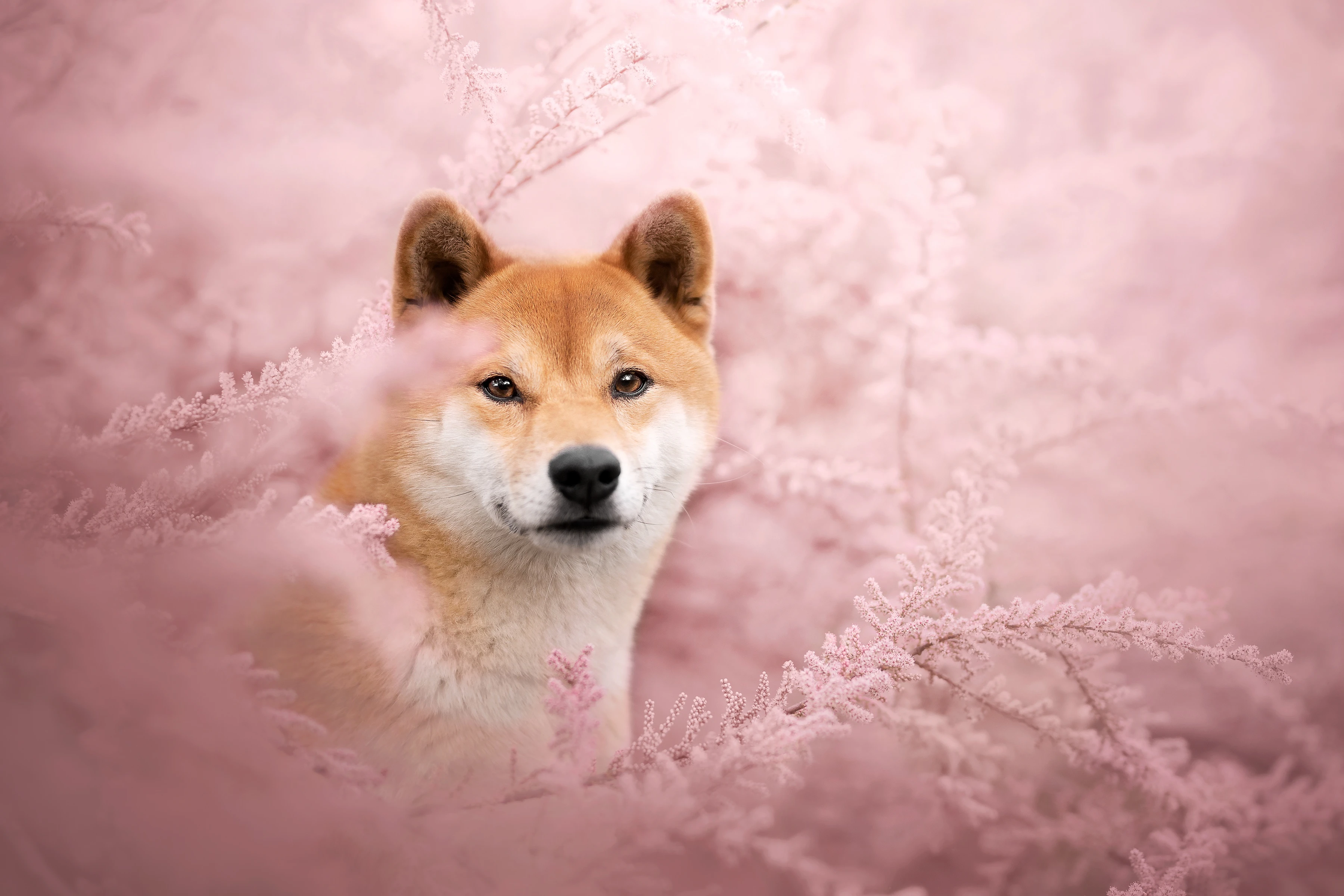 Hình nền Shiba Inu biểu cảm
