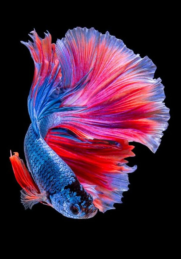 Cá Betta Đẹp