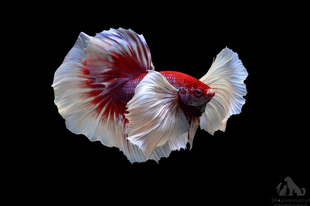 Cá Betta Đảm Bảo Đẹp