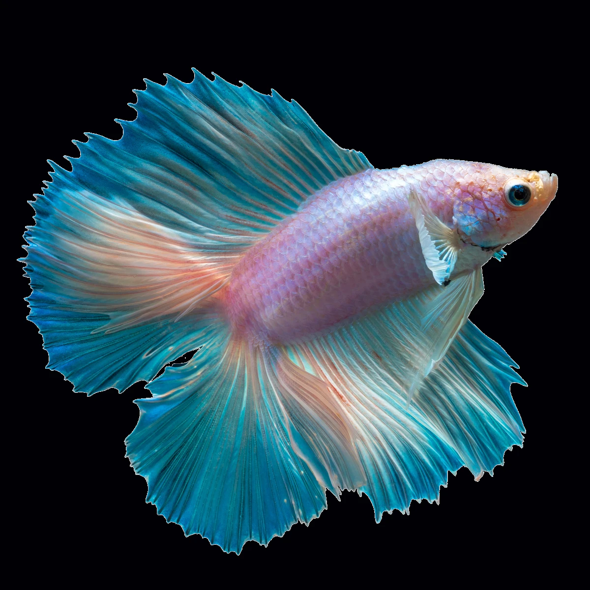 Môi Trường Nuôi Cá Betta