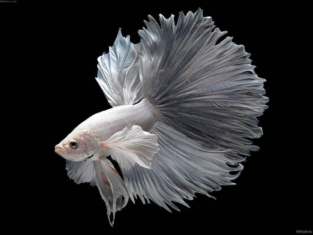Cá Betta Đẹp Nhất