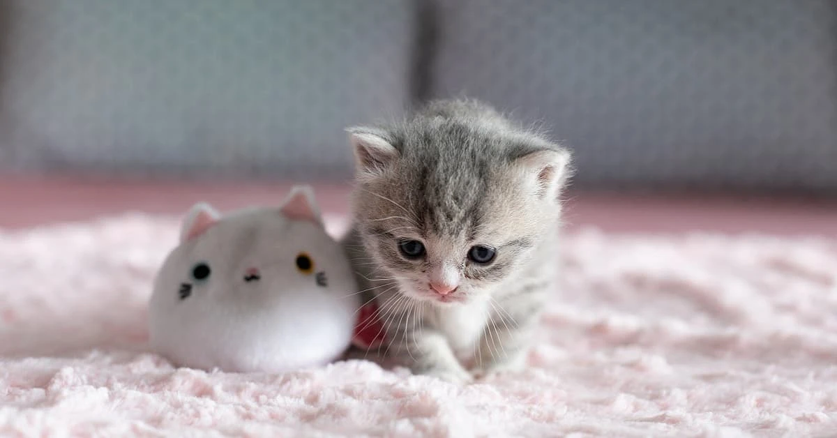 Hình ảnh mèo đáng yêu