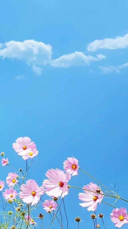 Hình nền động vật