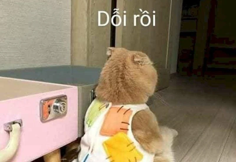 Meme dỗi dễ thương