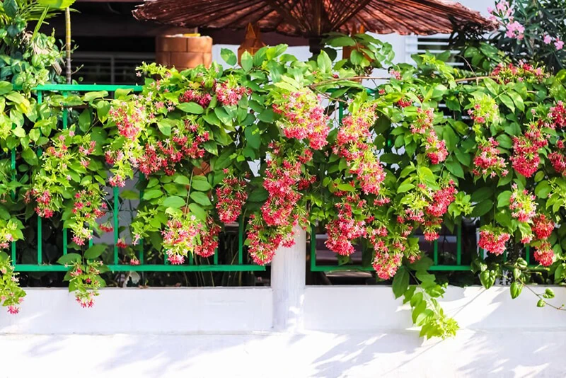 Cây Sử Quân Tử