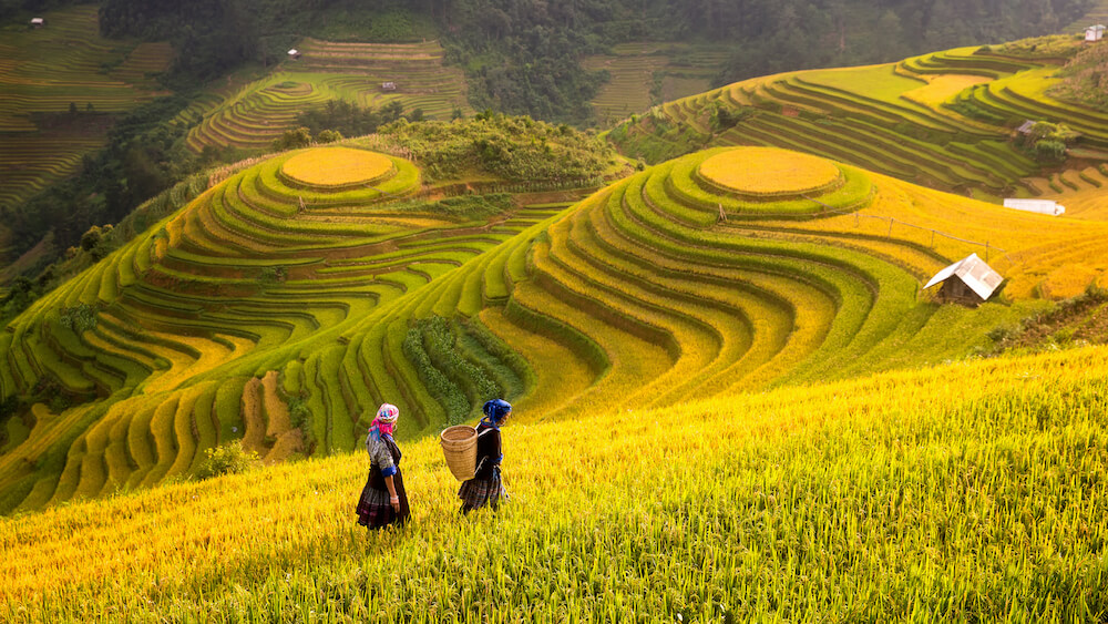 Cẩm nang du lịch SAPA tháng 10 - Mùa lúa chín đẹp nhất