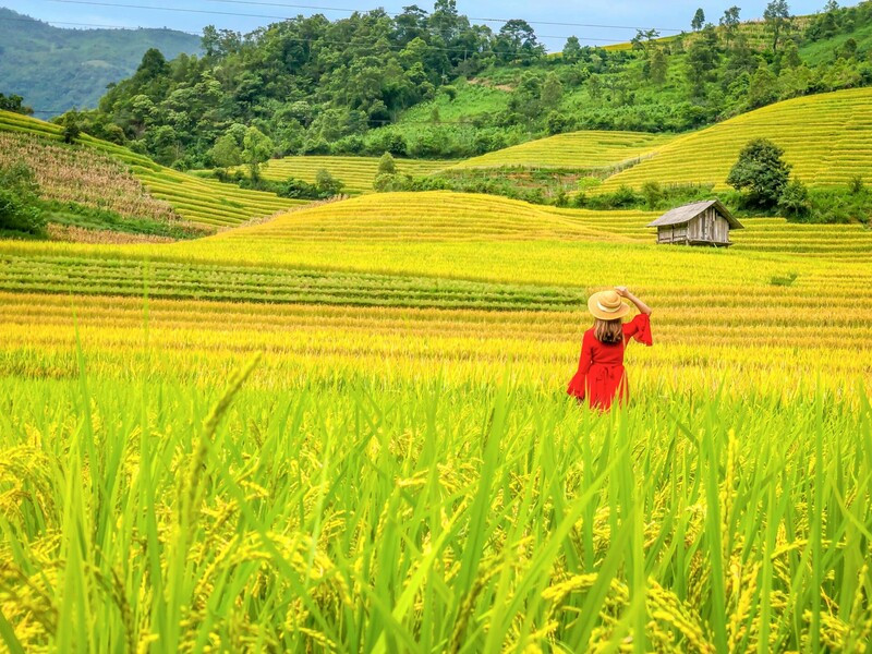 Kinh nghiệm du lịch Sapa vào tháng 10 - Săn ảnh lúa chín