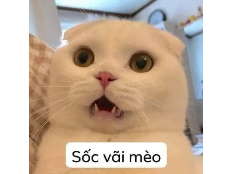 Tổng hợp meme mèo hài bựa, meme mèo cute cực dễ thương