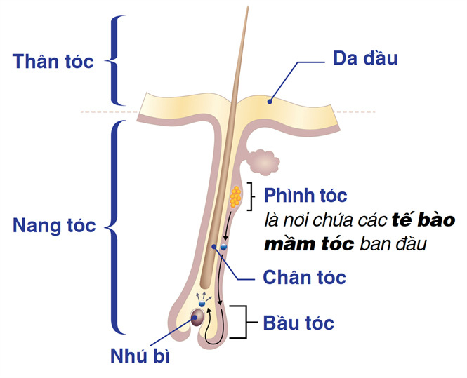 10 cách chăm sóc tóc duỗi thẳng và cúp tại nhà chuẩn như ở Salon