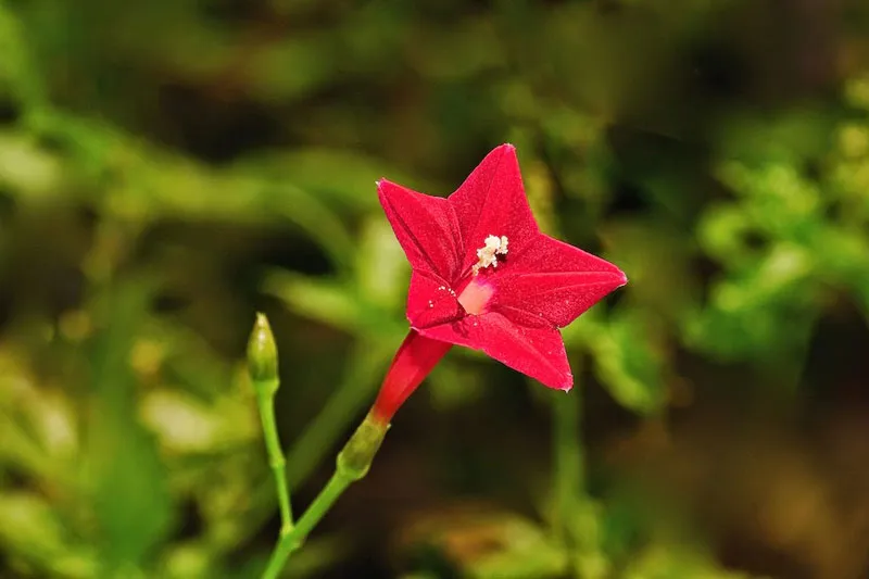 Cây tóc tiên: Đặc điểm, ý nghĩa, công dụng và cách trồng