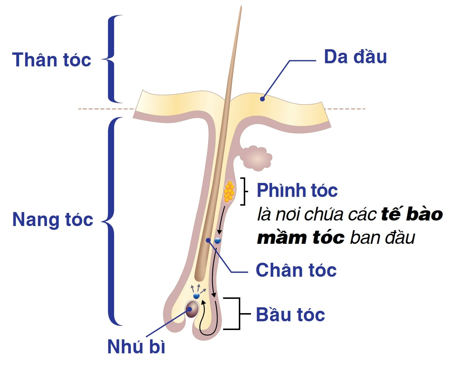 40 cách làm tóc nhanh dài và mọc dày siêu đơn giản ngay tại nhà