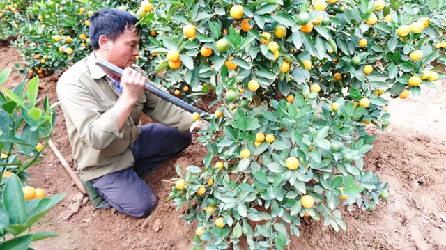 Cách chăm sóc cây quất sau Tết đơn giản, năm sau cây rộ quả