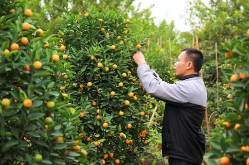 Cách chăm sóc cây quất sau Tết đơn giản, năm sau cây rộ quả