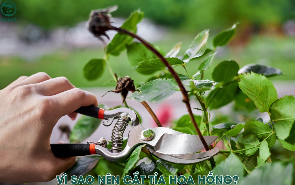 Bí Quyết Cắt Tỉa Hoa Hồng Nở Đúng Tết 2025