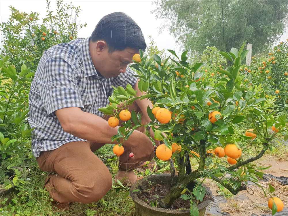 Cách chăm sóc cây quất sau Tết đơn giản, năm sau cây rộ quả