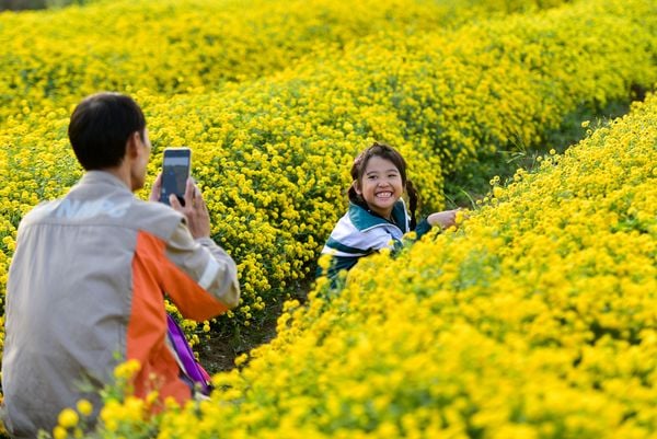 CÁCH TRỒNG HOA CÚC TẾT ĐÚNG KỸ THUẬT, HOA NỞ RỰC RỠ