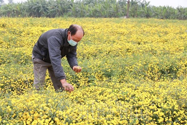 CÁCH TRỒNG HOA CÚC TẾT ĐÚNG KỸ THUẬT, HOA NỞ RỰC RỠ